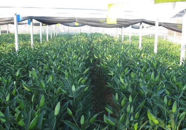 百合缺肥的症状是怎么样，百合缺素症有哪些？