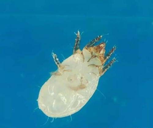 种植百合如何防治根螨?