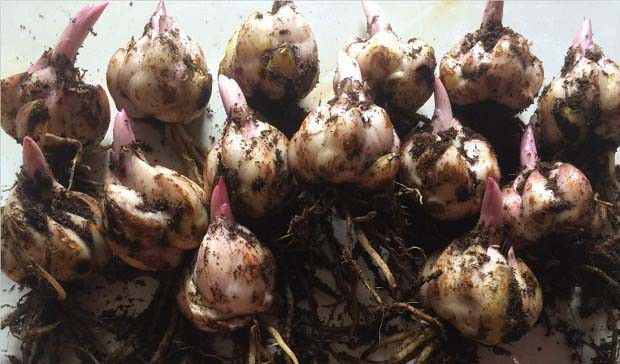 种植百合高产的关键技术是什么?