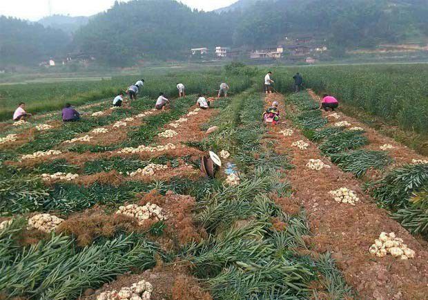 百合什么时间采收,百合要怎么采收?