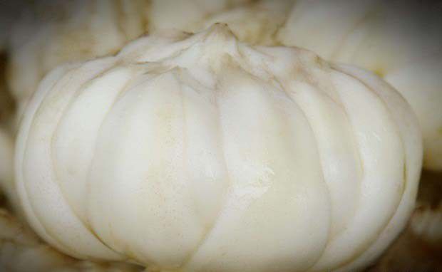 百合的功效与作用有哪些?