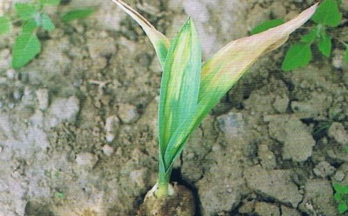 百合刺足根螨用什么药可以防治?