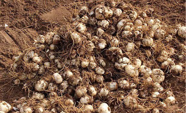 新鲜百合如何保存，百合可以放多久？