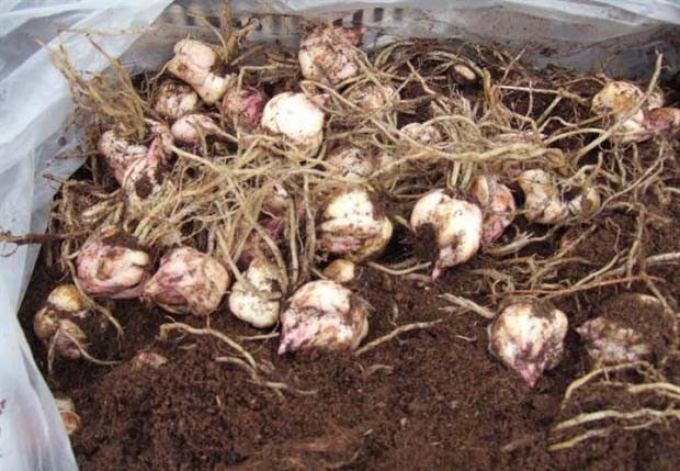 新鲜百合如何保存，百合可以放多久？