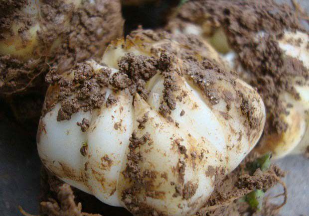 食用百合的营养价值有哪些？