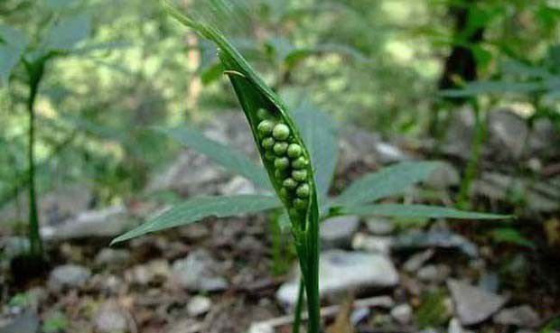 半夏为什么叫半夏，半夏有哪些传说？