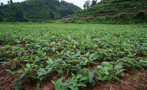 怎么样种植半夏产量高？