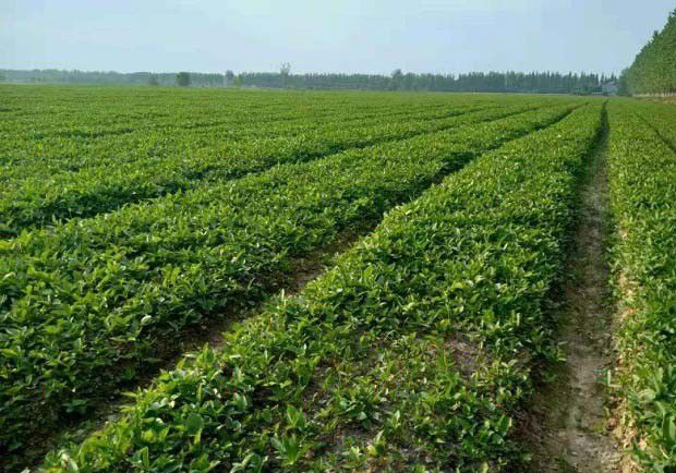 种半夏最适宜的深度是多少厘米？