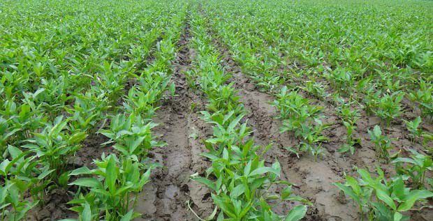 泰半夏品种有什么特点？