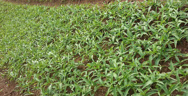 种植旱半夏如何提高产量？