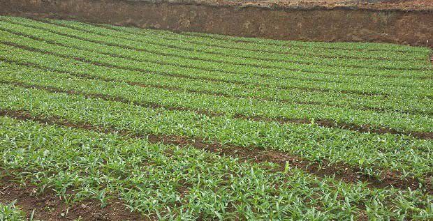 种植旱半夏如何提高产量？