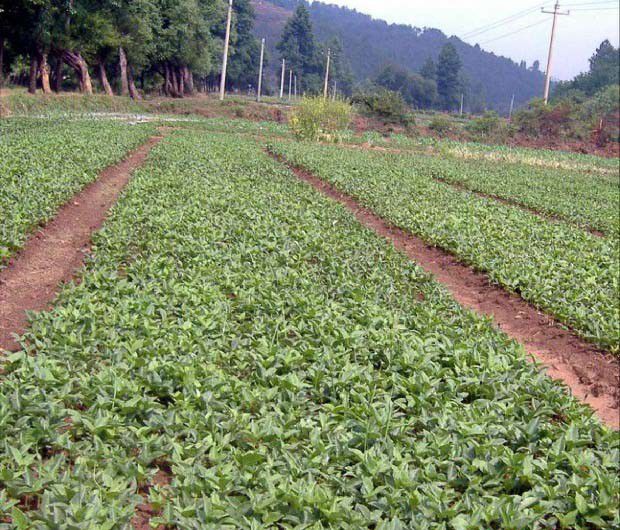 半夏采收后如何加工？