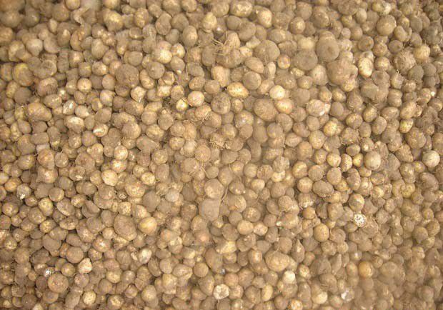 半夏采收后如何加工？