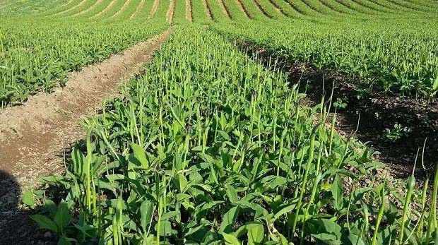 种植半夏为什么要遮荫，遮荫对半夏生长有哪些好处？