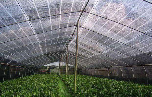 种植半夏为什么要遮荫，遮荫对半夏生长有哪些好处？