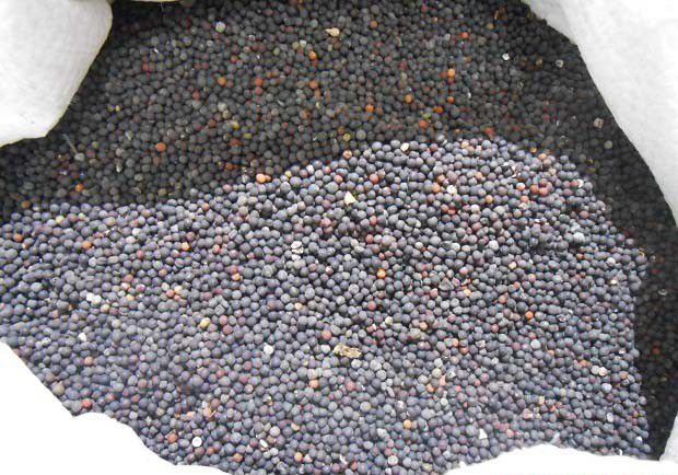 半夏种子用什么农药处理能提高发芽率？