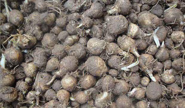 半夏种植多深好，半夏种球选多大的产量高？