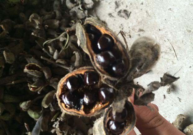 半夏种子怎么样贮藏最好，半夏种子有几种贮藏方法？