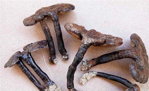 野生灵芝能治疗心气虚吗？野生灵芝如何服用能治疗气虚？