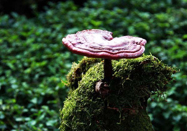 为什么患肿瘤建议食用灵芝治疗？