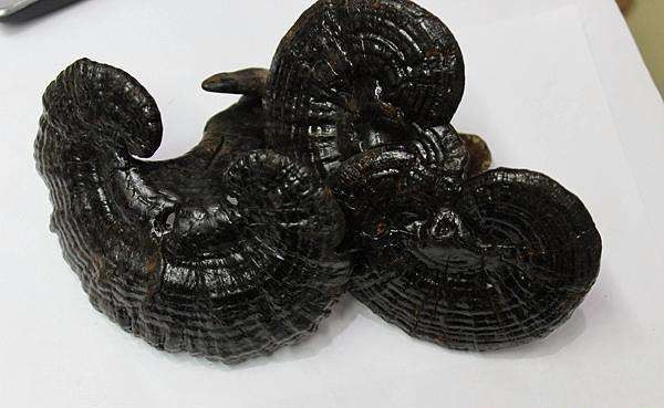 为什么灵芝可抵抗放射性化疗药物损伤？