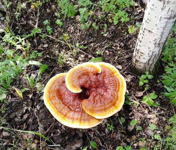 食用灵芝为什么能延缓衰老？