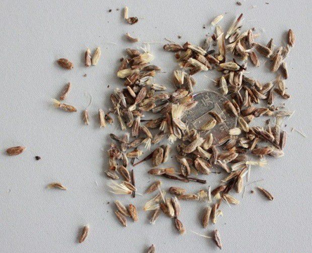 白术的品种鉴别