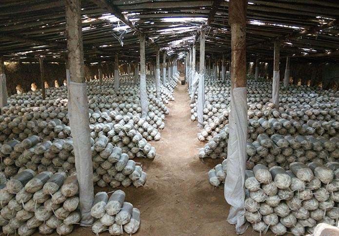 袋栽灵芝需要注意什么？