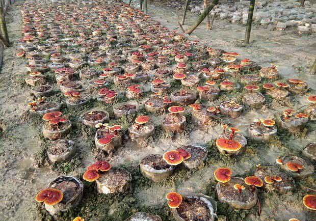 天然段木生料栽培灵芝技术