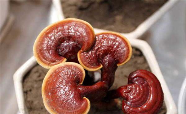 灵芝盆景如何利用环境造型?