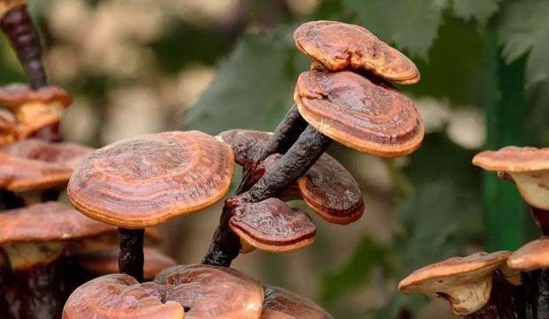 灵芝盆景如何依灵芝特性做造型?