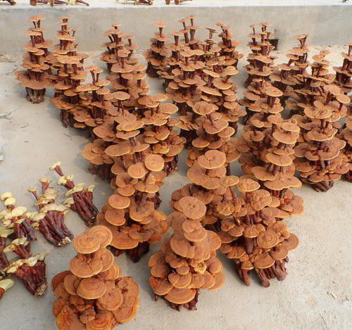 灵芝盆景如何定型干化？