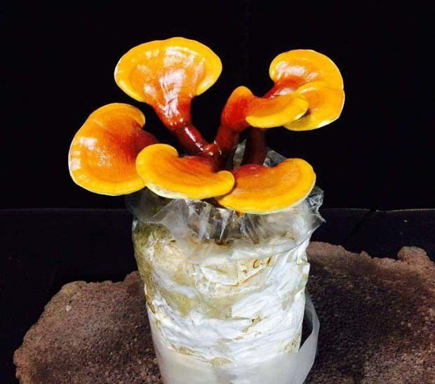 什么是活体灵芝盆景?