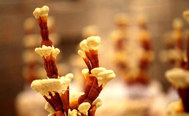 采用大棚栽培灵芝盆栽需要注意什么?