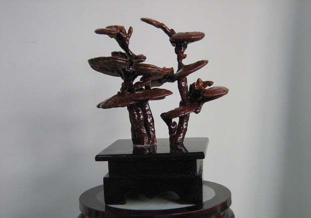 灵芝盆景可以使用哪些盆钵？