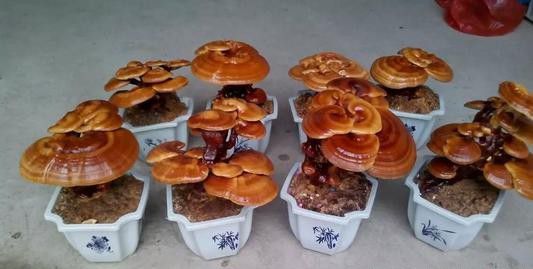 灵芝盆景可以使用哪些盆钵？