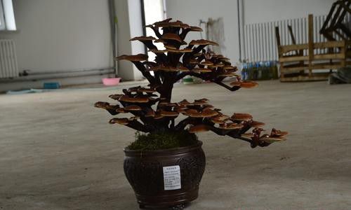 灵芝盆景盆钵如何选择？