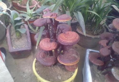 灵芝盆景盆钵如何选择？