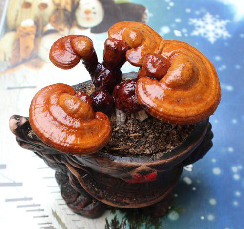 制作灵芝盆景需要用到哪些配件？