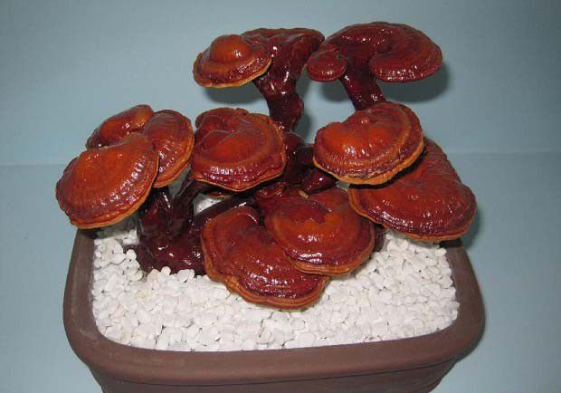 灵芝盆景如何保存？