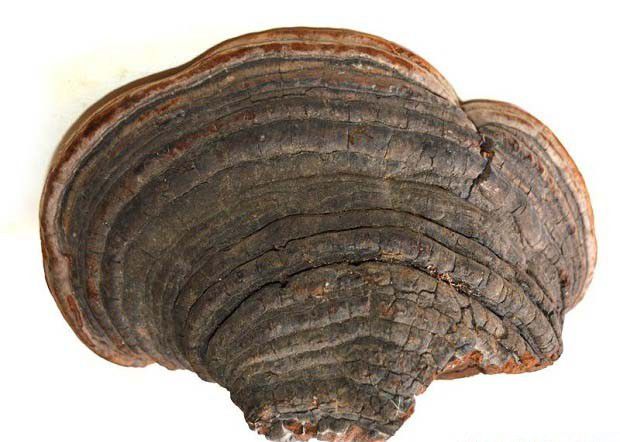 层迭灵芝品种简介