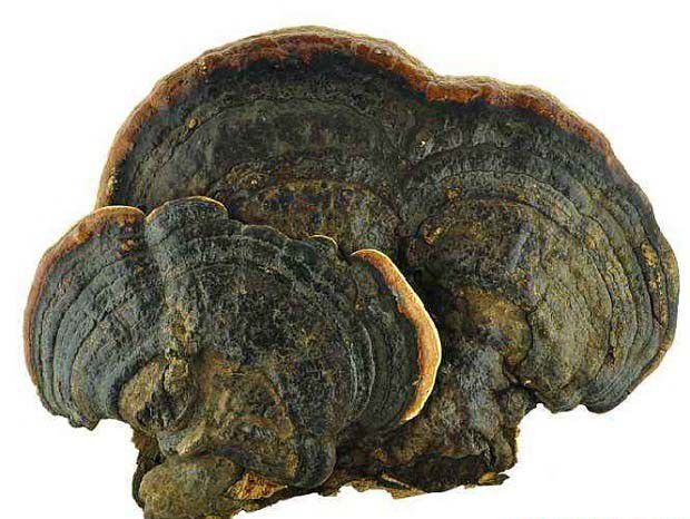 层迭灵芝品种简介