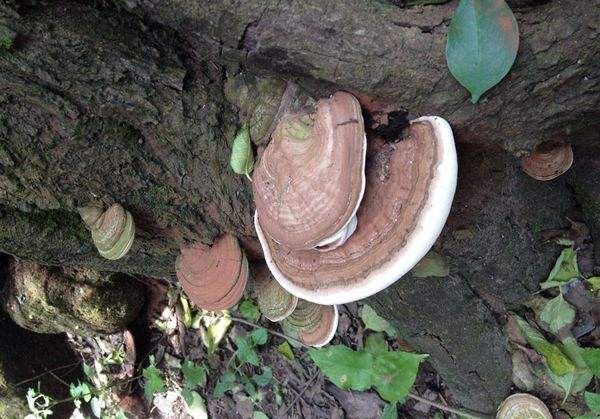 树舌灵芝品种简介