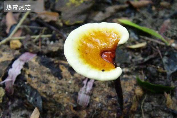 热带灵芝品种简介