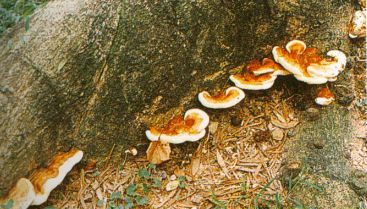 热带灵芝品种简介