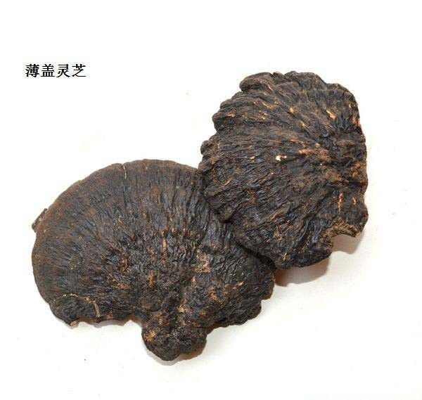 薄盖灵芝品种简介