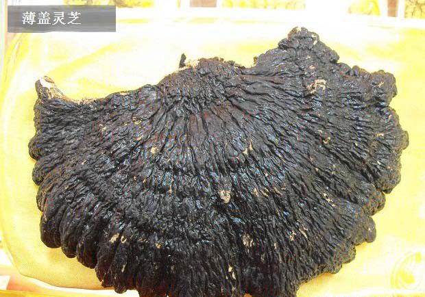 薄盖灵芝品种简介