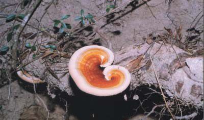 拟热带灵芝品种简介