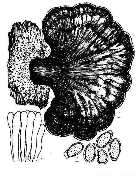 紫光灵芝品种简介