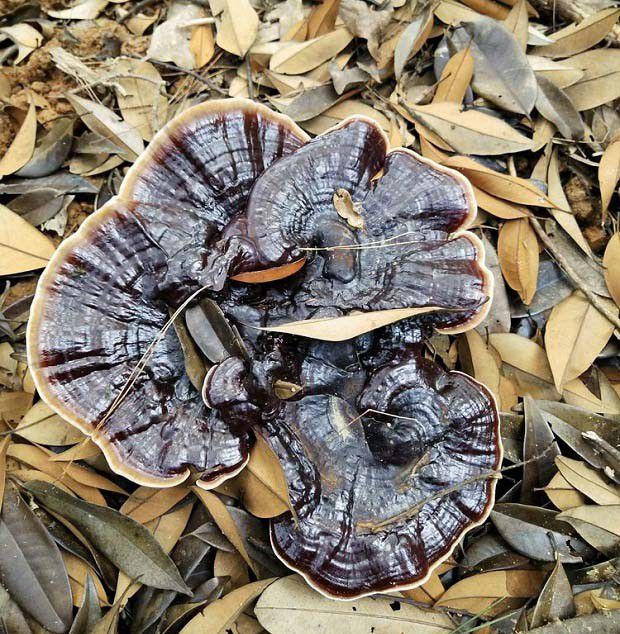 紫灵芝品种简介